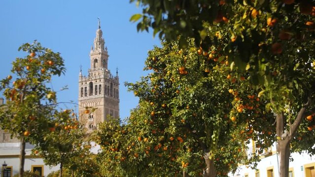 Giralda tower through orange tree leaves