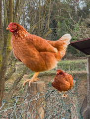 two hens on top of the fence post