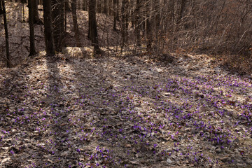Wild purple crocuses blooming in the forest. Crocus heuffelianus.