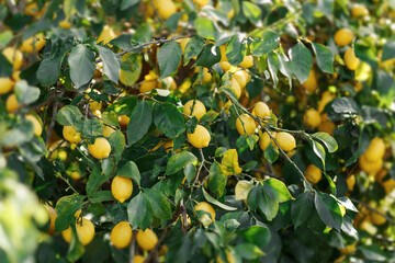 Lemon garden in Cyprus ready for harvest. Bunches of fresh yellow ripe lemons with green leaves