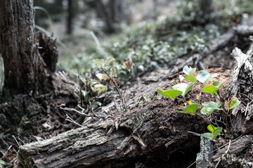 倒木と新芽
