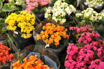 plantas com flores coloridas composição em floricultura 