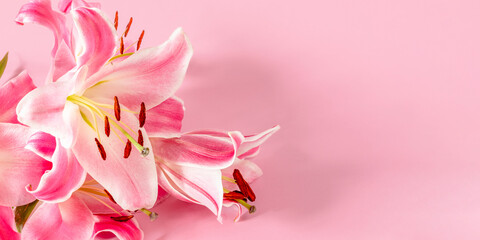 Pink lily flowers on pink background for design on theme of wedding or holiday invitation. Copy...