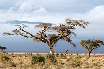Mount Kenia und Kilimanjao 2009