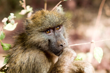 Auf Augenh&ouml;he mit der Meerkatze