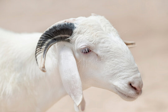 Portrait of a white Sahelian ram (African male sheep), beige background, photo