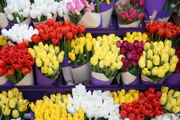 Tulip, tulips bouquet. Present for March 8, International Women's Day. Holiday decor with flowers. Bouquet with colorful tulips. Red tulip, yellow tulip. Holiday floral decor. Spring tulips, bouquet