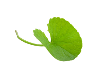 Centella asiatica on transparent png