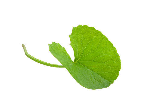 Centella asiatica on transparent png