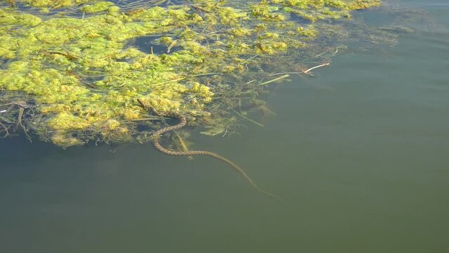 Dice Snake (Natrix tessellata) swims up and climbs out to rest on floating aquatic plants.