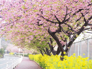 河津桜と菜の花