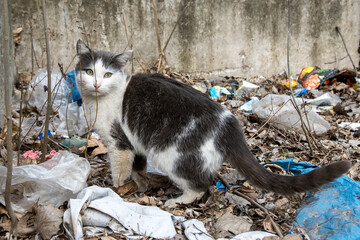 a cat on the street in the middle of the city is looking at the camera
