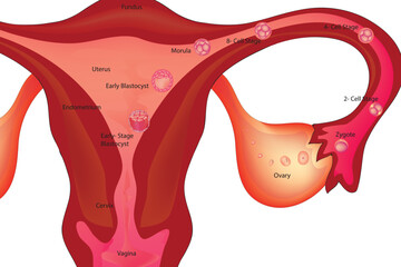 Female reproductive system (ovaries, Fallopian tubes, uterus, vagina, accessory glands, and external genital organs)