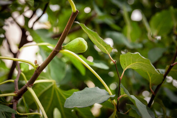 Fototapeta premium Selective blur on a green fig on a fig tree, surrounded by branches and leaves. Figs are from the family Ficus Carica, originating from Mediterranean.