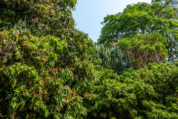 Dense foliage in a tropical jungle in northern Thailand