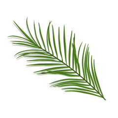 Tropical palm branch isolated vector illustration