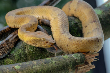 close up of a snake