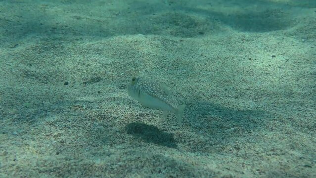 Yellowspotted Puffer or Studded Pufferfish (Torquigener flavimaculosus) slowly floats over the sandy bottom.