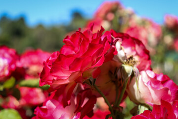 close up of red rose blossoms