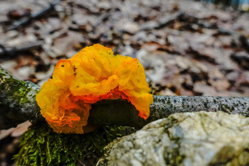 orange jelly hedgehog mushroom on a tree in the winter detail