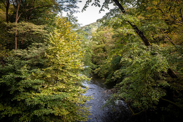 Fototapeta premium Typical mountain river, the rauiul cerna, in Baile Herculane, in the Carpathian mountains ,with water flowing in the middle of trees by the mounts and mountains of the domogled valea cernei national p