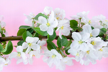 A beautiful sprig of an apple tree with white flowers against a pink background. Blossoming branch. Spring still life. Place for text. Concept of spring or mom day