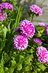 Purple China Aster in bloom on a sunny day. Callistephus