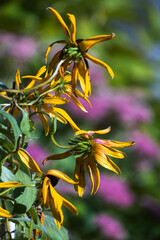 Yellow rudbeckia or Black Eyed Susan flowers in the garden, closeup