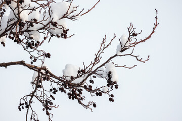 Alder tree branches with snow on a winter day. Natural photo