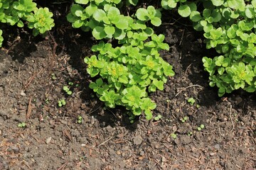 plant in the garden