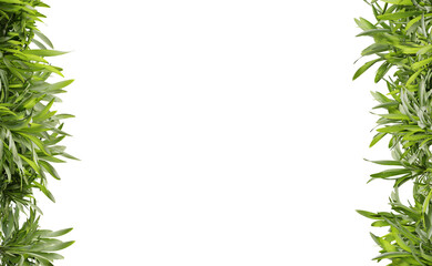 Green leaf frame on transparent background, center space, 3d render illustration.