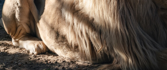 Lion body with gorgeous mane fur and paws close-up, laying on sand ground with light and shadows...