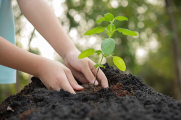 .World environment day concept with girl holding small trees in both hands to plant in the ground. hand holding small tree for planting in forest. green world. morning light on nature background.