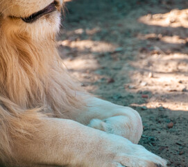 Fototapeta premium White lion paws and body profile close-up, looking right with blurred background. Wild animals watching