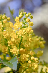 Mahonia aquifolium shrub with yellow flower, evergreen bush with spiny leaves in bloom