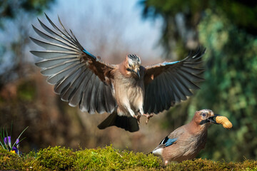  Eurasian jay
Garrulus glandarius
