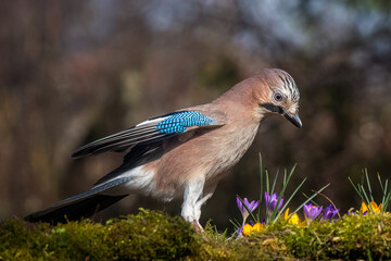  Eurasian jay
Garrulus glandarius
