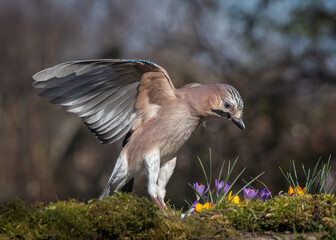  Eurasian jay
Garrulus glandarius
