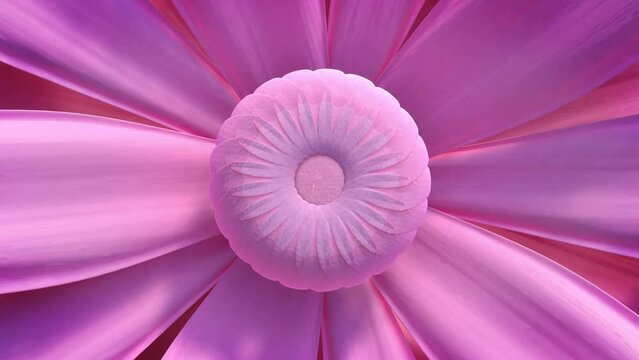 Pink flower with black background 3