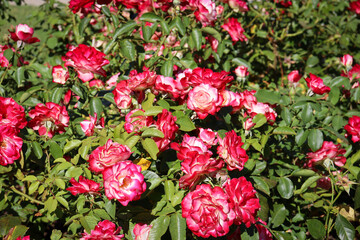 garden bed with red and white flowering roses