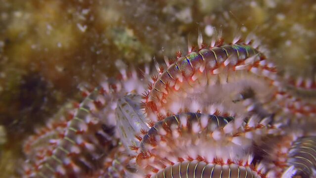 Undersea scene: For a few minutes, Bearded fireworm (Hermodice carunculata) attracts the smell of dead fish, covers it with a continuous layer, close-up.