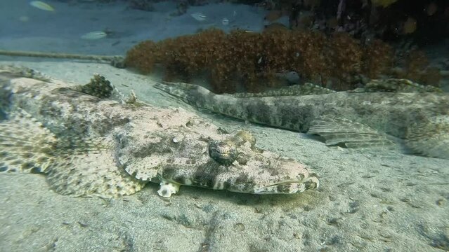 large crocodile fish hiding on a sandy bottom