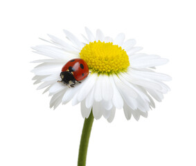 Ladybug on the  flower