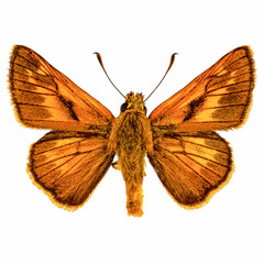 Large skipper butterfly