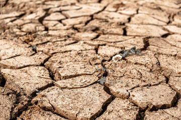 Cracked soil and drought 
