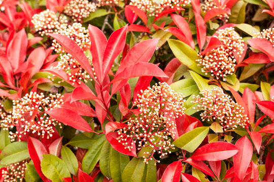 Photinia red robin bush in the park
