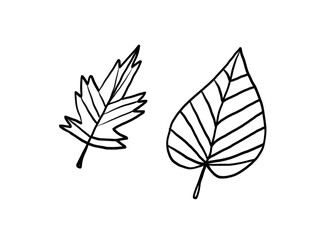 A set of hand drawn leaves. Good for any project.