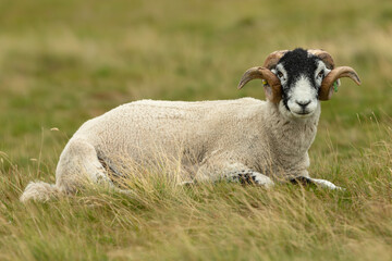 Close up of a fine Swaledale ram with two curly horns, lying down and facing camera in a summer meadow.  Yorkshire Dales, UK. Clean background.  Copy space.  Horizontal.