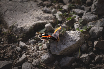 Red admiral butterfly resting on a rock in autumn in a forest of Europe in Romania. Also called Vanessa Atalanta, it is a very common butterfly in temperate climates.