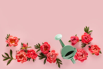 Beautiful peony flowers and watering can on a pink background. Summer concept. Copy space.